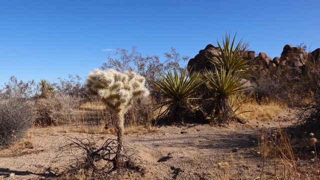 Silver cholla (Cylindropuntia echinocarpas) in Cholla Cactus Garden, Joshua Tree National Park, California, USA