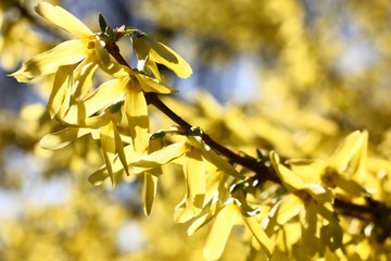 The continuous carpet not of large yellow flowers of a forsythia does this bush in the spring unique.