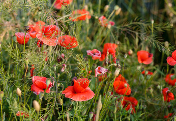 Plakat poppy field of red poppies