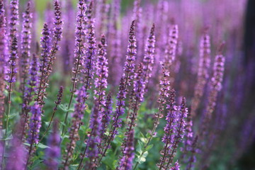 Lavender, purple floral background. Lavender field