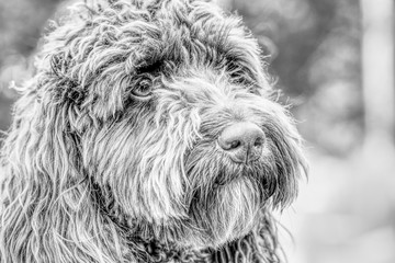 fluffy cute adorable friendly pet puppy dog 