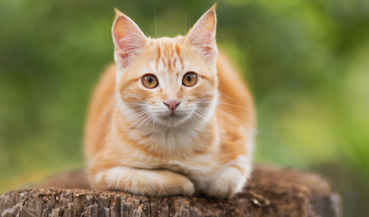cute red kitten sitting on a tree stump in the yard, the cat walks on rural nature, pets concept