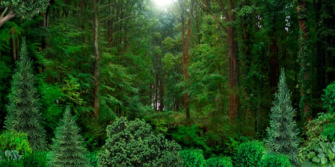 Schilderijen op glas Wild dense forest natural banner © denisik11