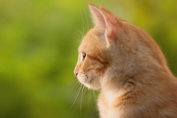 summer portrait of a red cat on a background of greenery, pets concept, cute kitten walks in the yard