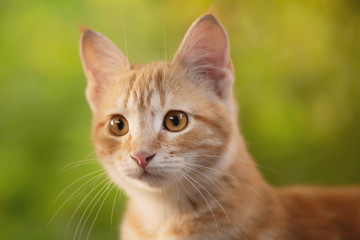 Fototapeta na wymiar summer portrait of a red cat on a background of greenery, pets concept, cute kitten walks in the yard