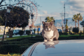 Obraz premium A cute white and gray male cat on the roof of car