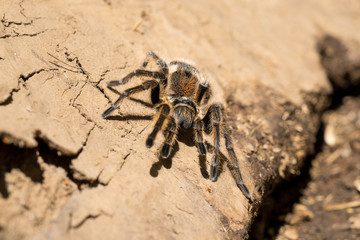 Grammostola rosea, Rote Vogelspinne Chile