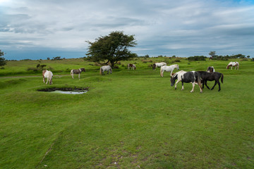 Obraz na płótnie Canvas Wild Ponies in the Bodmin Moor near Minions in Cornwall, UK.