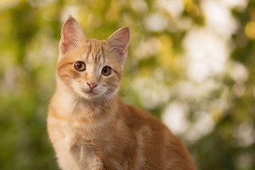 summer portrait of a red cat on a background of greenery, pets concept, cute kitten walks in the yard