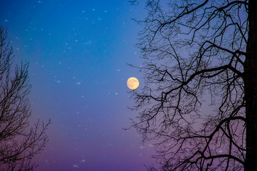 full moon and tree