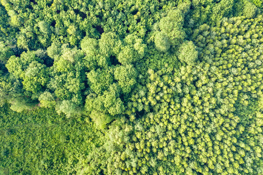 Top down aerial view of green summer forest with many fresh trees. © bilanol