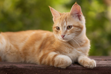Naklejka na ściany i meble red kitten resting lying on a wooden bench in the yard