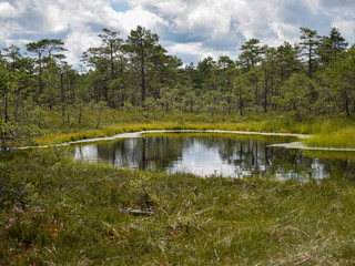 landscape with swamp lake, small swamp pines, grass and moss, white clouds shine in water