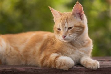 red kitten resting lying on a wooden bench in the yard