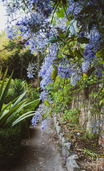 Hanging lilac flowers lining an old garden path. Taken in botanical gardens in Lisbon, Portugal.