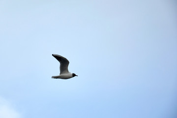 Obraz premium Flying seagull in the sky in winter
