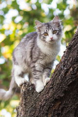 cute kitten climbs a tree trunk in the garden, a curious pet walking, hunting and playing outdoors in summer