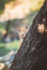 cute kitten peeping from behind the tree trunk in the garden, a curious pet walking, hunting outdoors in summer