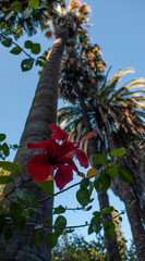 Red hibiscus flower growing in botanical garden with tall palm tree and blue sky in Lisbon, Portugal