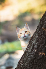 cute kitten peeping from behind the tree trunk in the garden, a curious pet walking, hunting and playing outdoors in summer