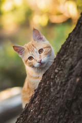 cute kitten peeping from behind the tree trunk in the garden, a curious pet walking, hunting and playing outdoors in summer