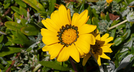 Big yellow daisy-like flowers and green leaves taken in a botanical garden in Lisbon, Portugal