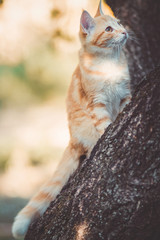 cute kitten peeping from behind the tree trunk in the garden, a curious pet walking, hunting and playing outdoors in summer