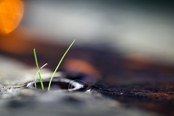Macro gazon bois - nature biodiversité 