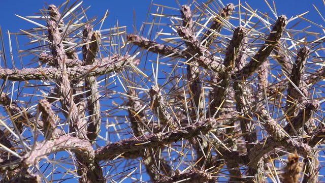 Arizona pencil cholla with long yellow spines against the blue sky. Christmas cholla, tasajillo (Cylindropuntia leptocaulis). Joshua Tree National Park.