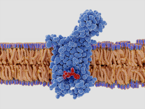 The chemokine receptor 5 (CCR5) with a bound antagonist