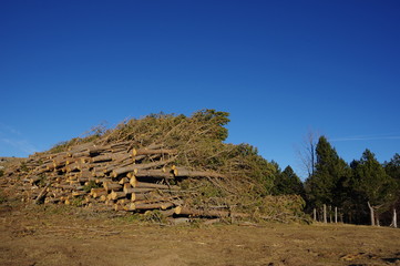 Coupe de forôt de bois d'arbre pour faire du bois de chauffage