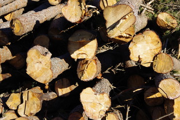 Coupe de forôt de bois d'arbre pour faire du bois de chauffage