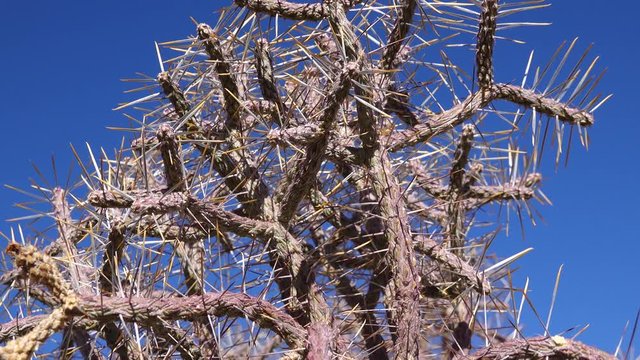 Arizona pencil cholla with long yellow spines against the blue sky. Christmas cholla, tasajillo (Cylindropuntia leptocaulis). Joshua Tree National Park.