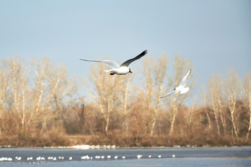 Flying seagulls on a river bank covered in ice in winter