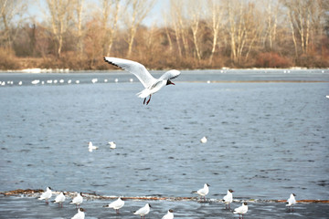 Flying seagulls on a river bank covered in ice in winter