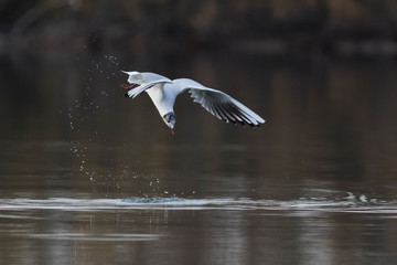 Mouette rieuse en chasse