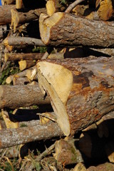 Coupe de forôt de bois d'arbre pour faire du bois de chauffage