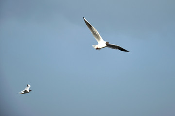 Flying seagull in the sky in winter