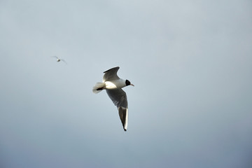 Flying seagull in the sky in winter