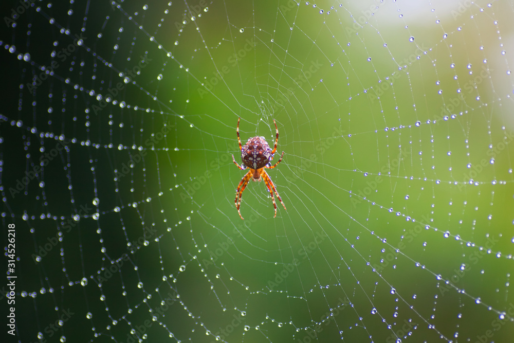 Wall mural cross spider seen from above in the center of a web with dew drops and green background