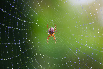 cross spider seen from above in the center of a web with dew drops and green background