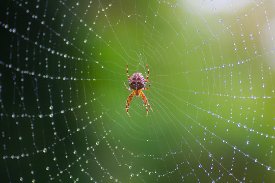 cross spider on a web with dew drops