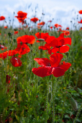 Red scarlet delicious poppy, used in the food bakery industry as a food additive.