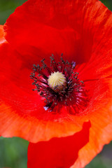 Red scarlet delicious poppy, used in the food bakery industry as a food additive.
