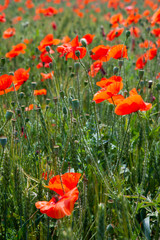 Red scarlet delicious poppy, used in the food bakery industry as a food additive.