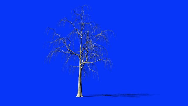 Willow Tree timelapse growing, Blue Screen Chromakey