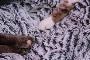 Sieste de chat et chaton