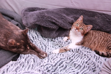 Sieste de chat et chaton