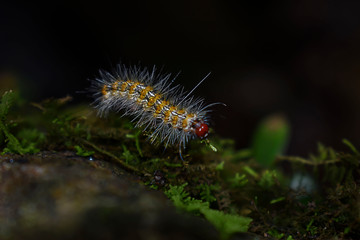 Una oruga caminando sobre una roca. 