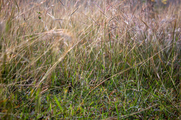 Close view of the wild grass growth along the forest area in Masinagudi, Mudumalai National Park, Tamil Nadu - Karnataka State border, India. Use for nature concept